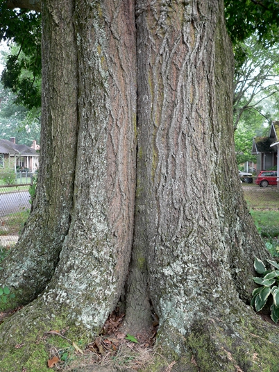 {Quercus texana}